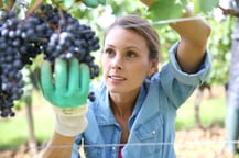 Beautiful woman in vineyard picking grape